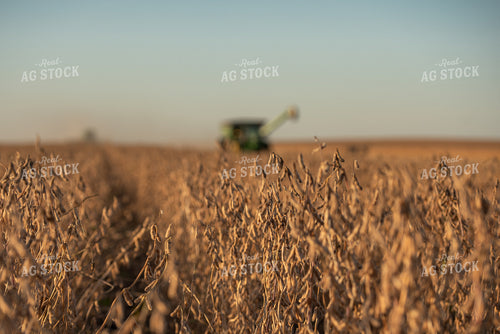 Soybean Harvest 274026