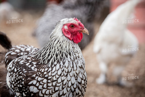 Chicken 90087