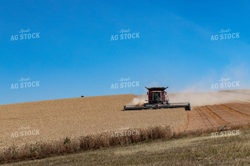 Wheat Harvest 188020