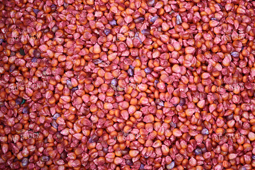 Treated Corn Seeds 187032
