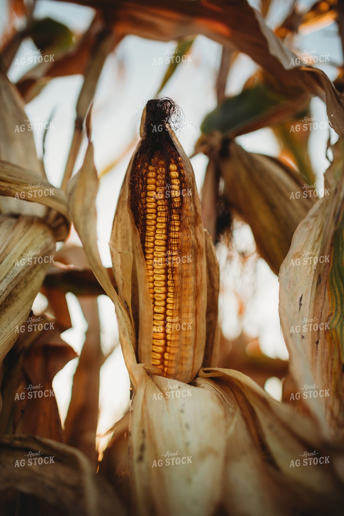 Dried Corn Ear on Stalk at Harvest 400010