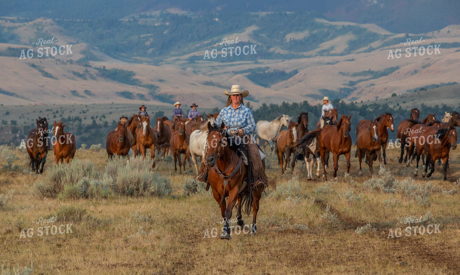 Herding Horses 290055