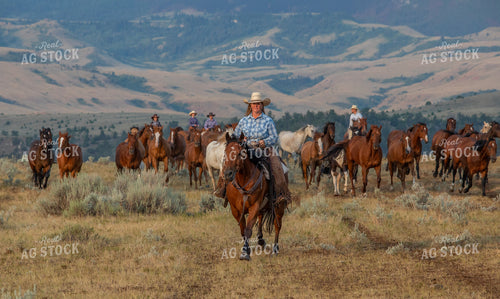 Herding Horses 290055