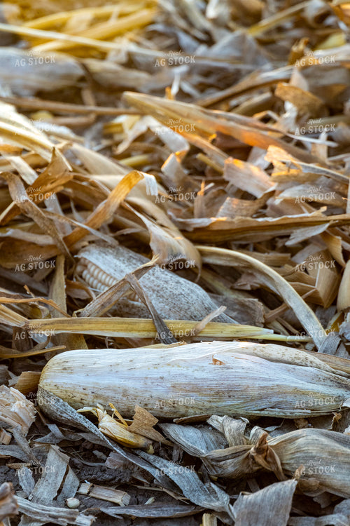 Harvesting Downed Corn 65116
