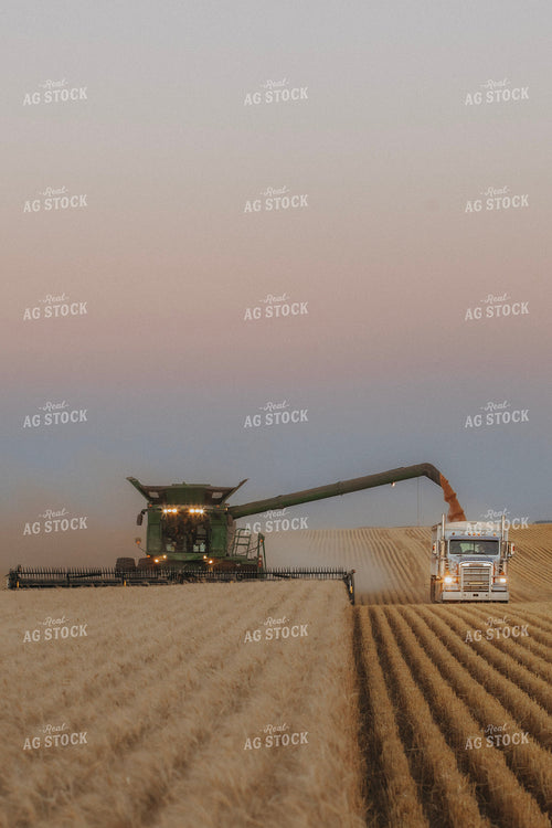 Wheat Harvest 187394