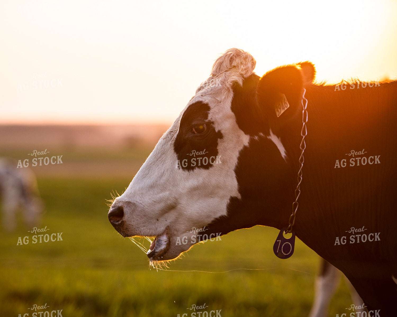 Holstein Cattle 195035
