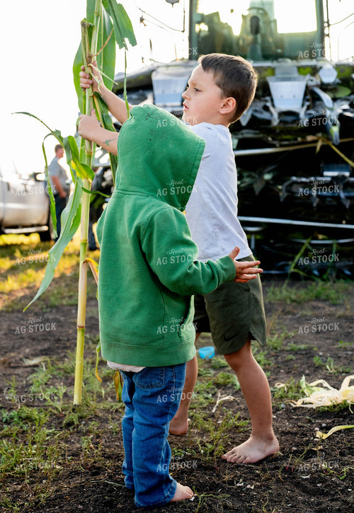 Farm Kid Holding Stalk of Corn 185041