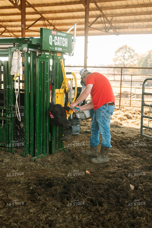 Processing Cattle in Chute 125211