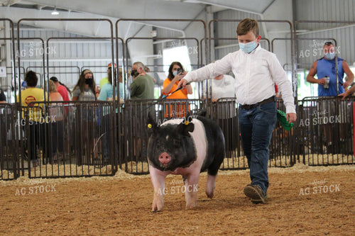 4H Pig Show with Masks 52044