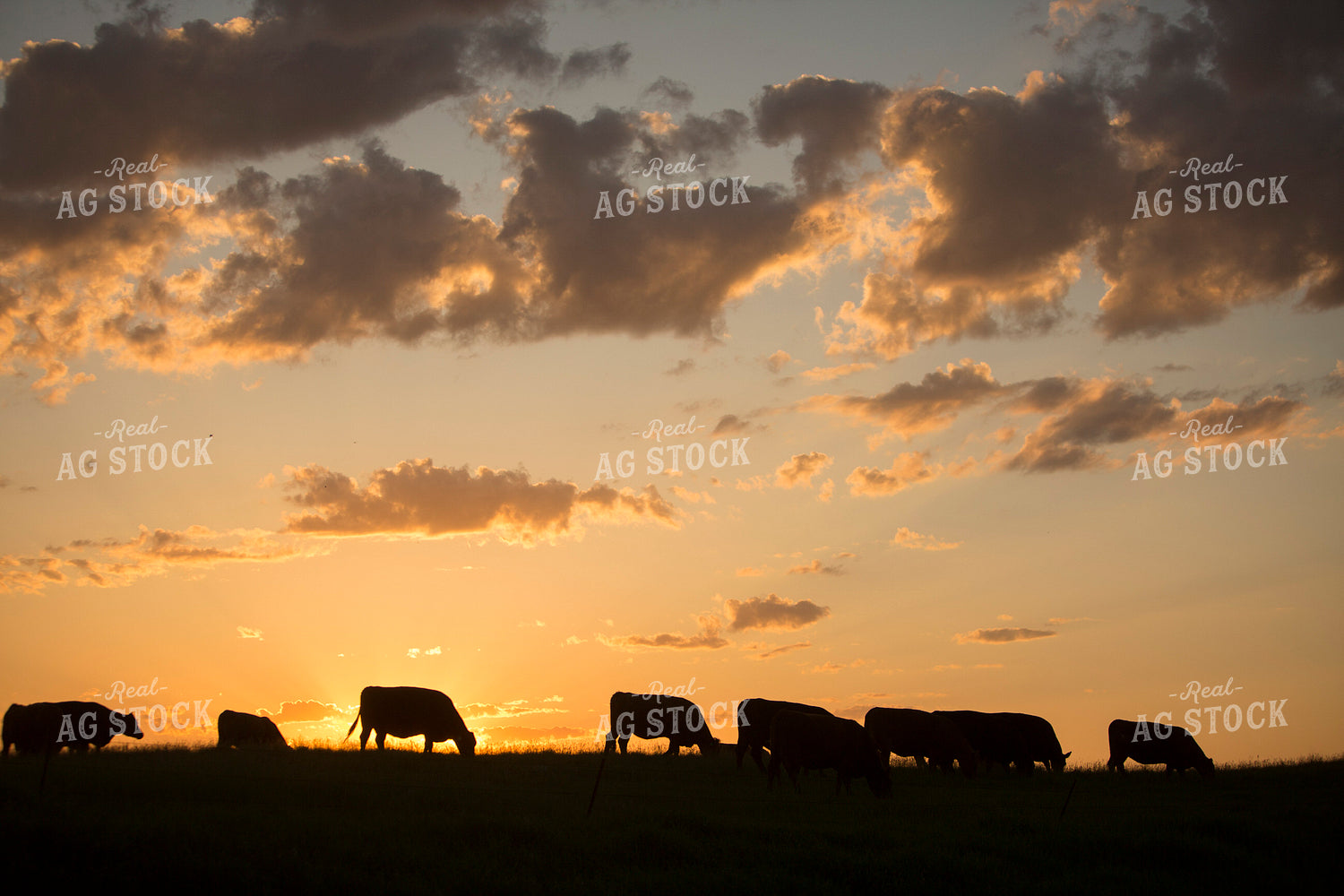 Cattle 1710