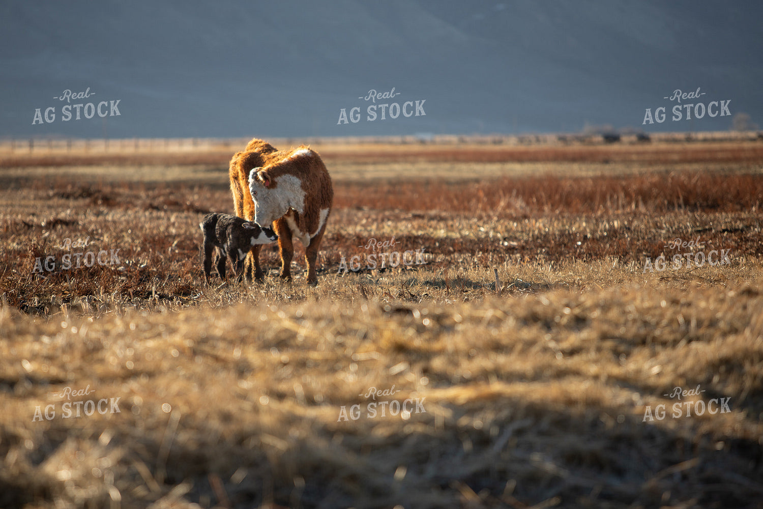 Cow Calf Pair 78175