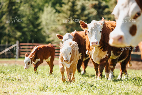 Hereford Cow and Calf in Pasture 68044