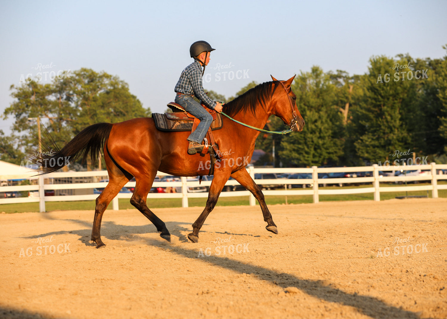 Equestrian Riding Horse 160073
