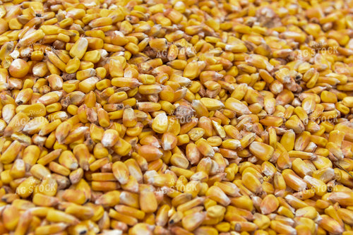 Harvested Corn 84207