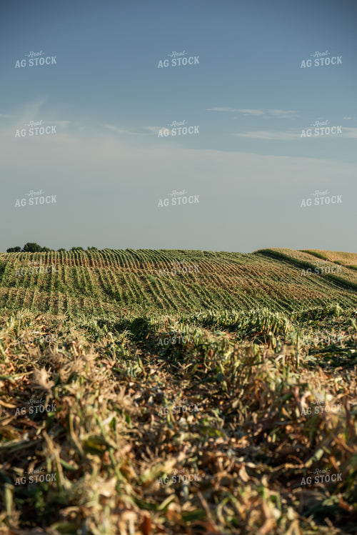 Cut Sweet Corn Field 76644