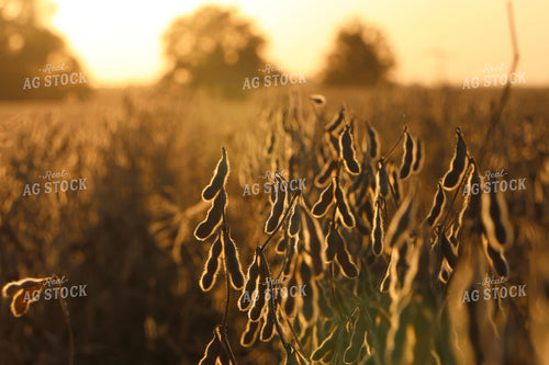Dried Soybean Field 109173