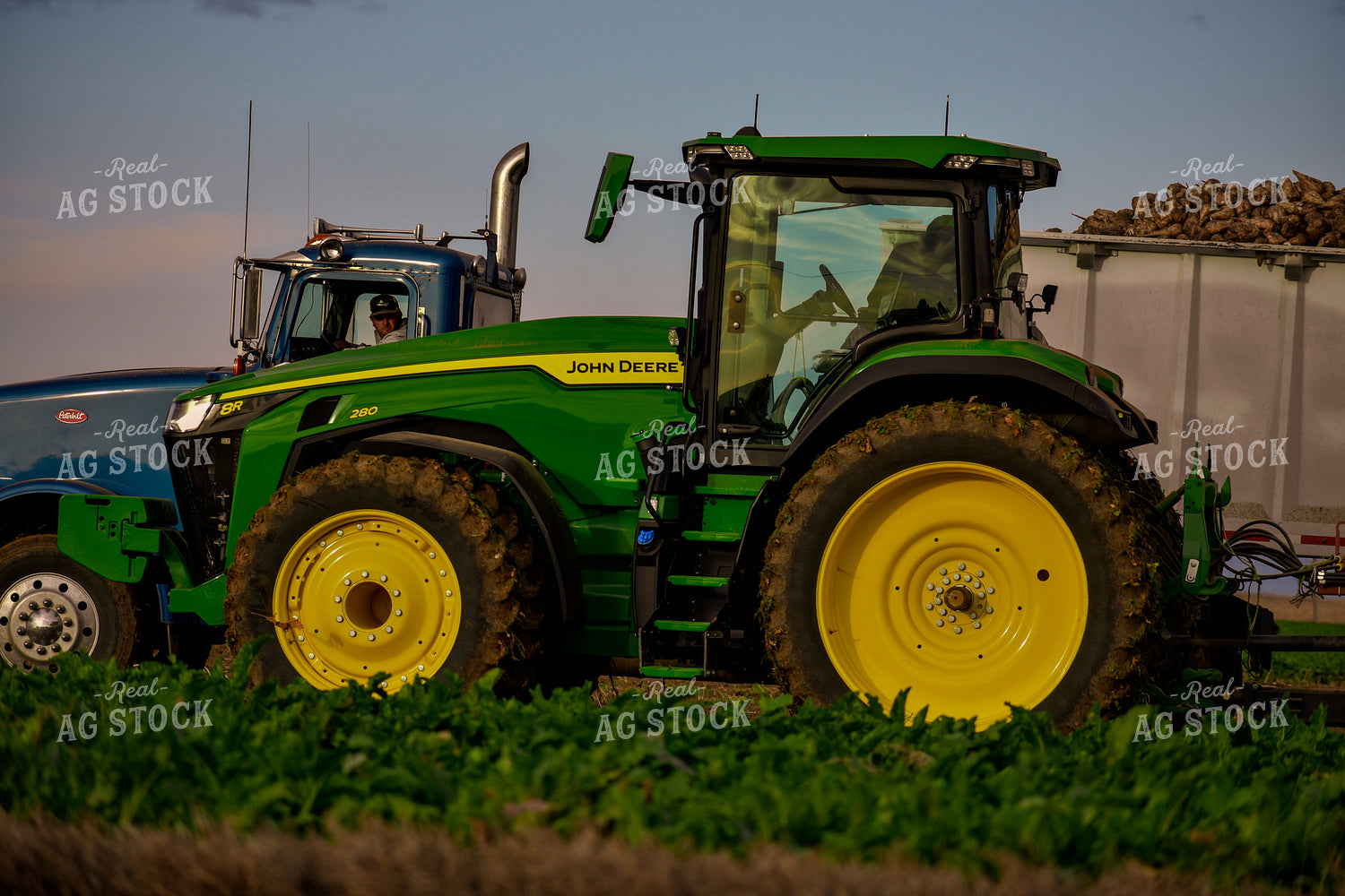 Beet Harvest 148034