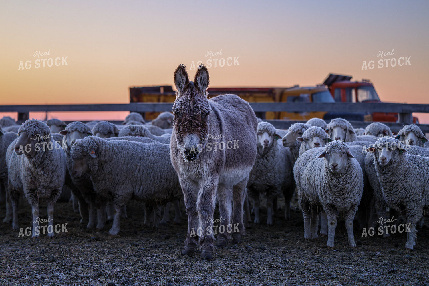 Donkey and Flock of Sheep 261132