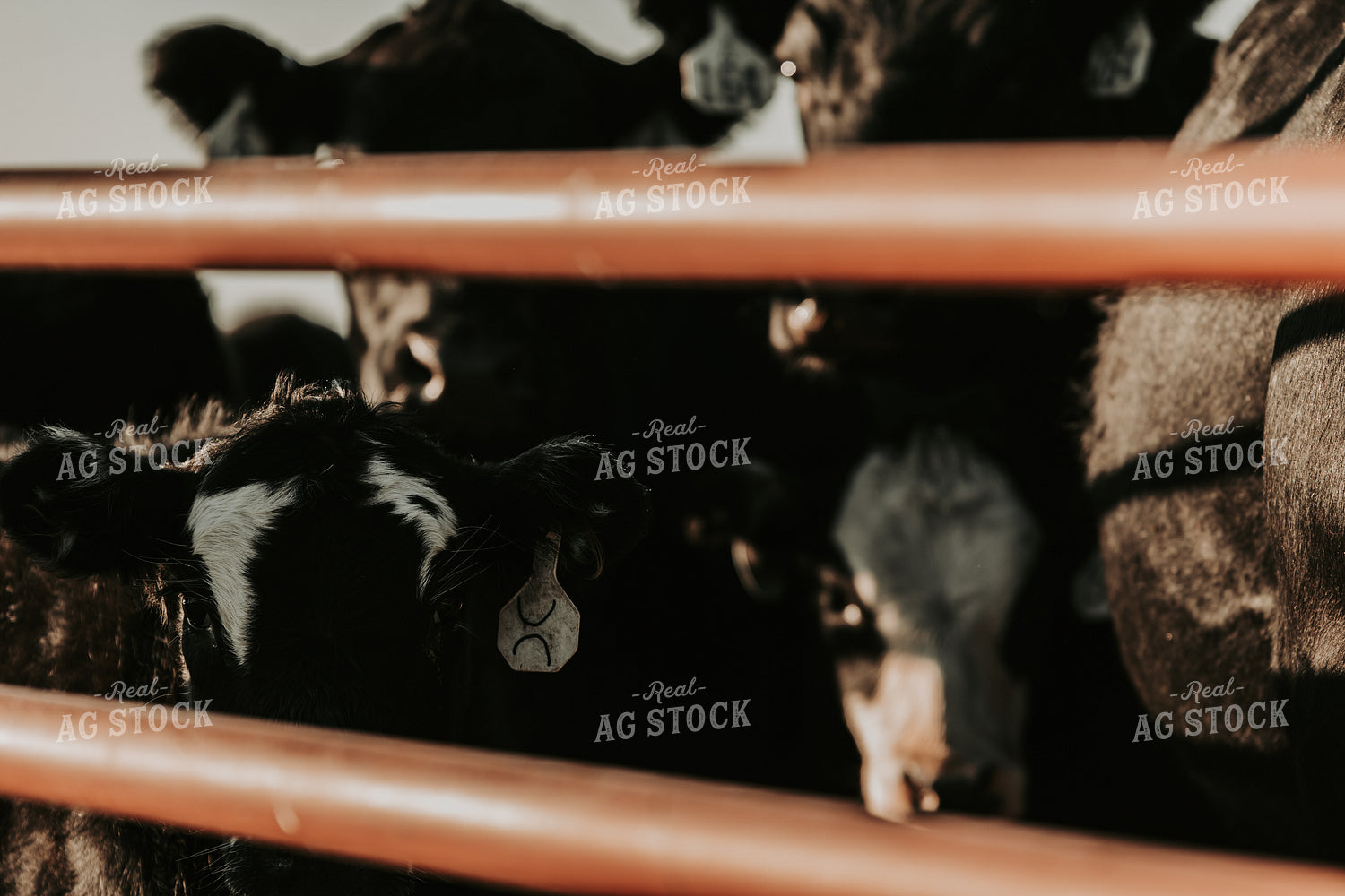 Cattle in Pen 298003