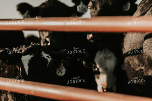 Cattle in Pen 298003