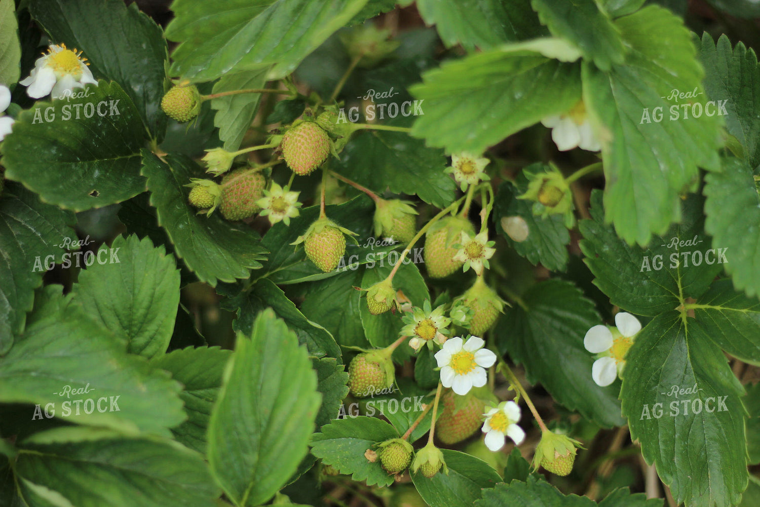 Strawberry Blooms Turning into Berries 73060