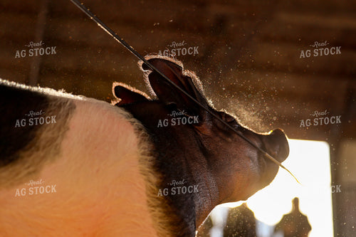 Showing Pigs 116019