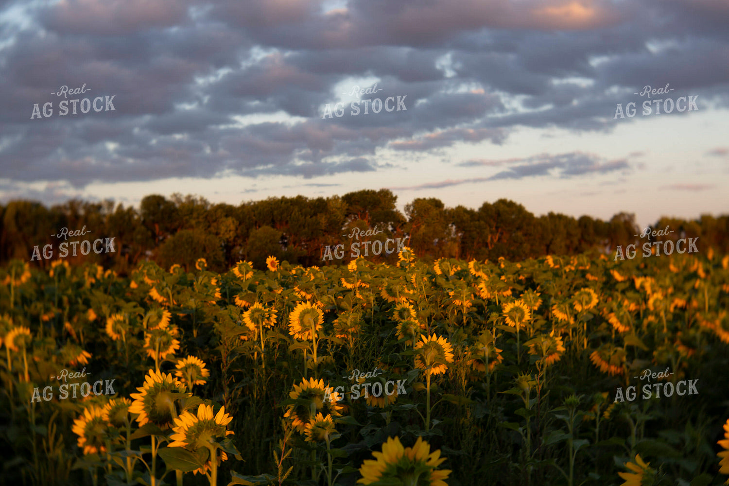 Sunflowers 2064