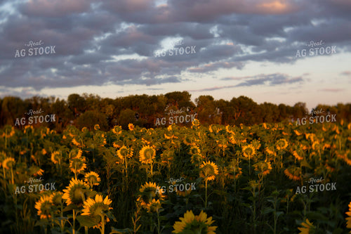 Sunflowers 2064