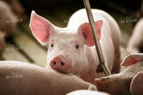 Pigs 90116