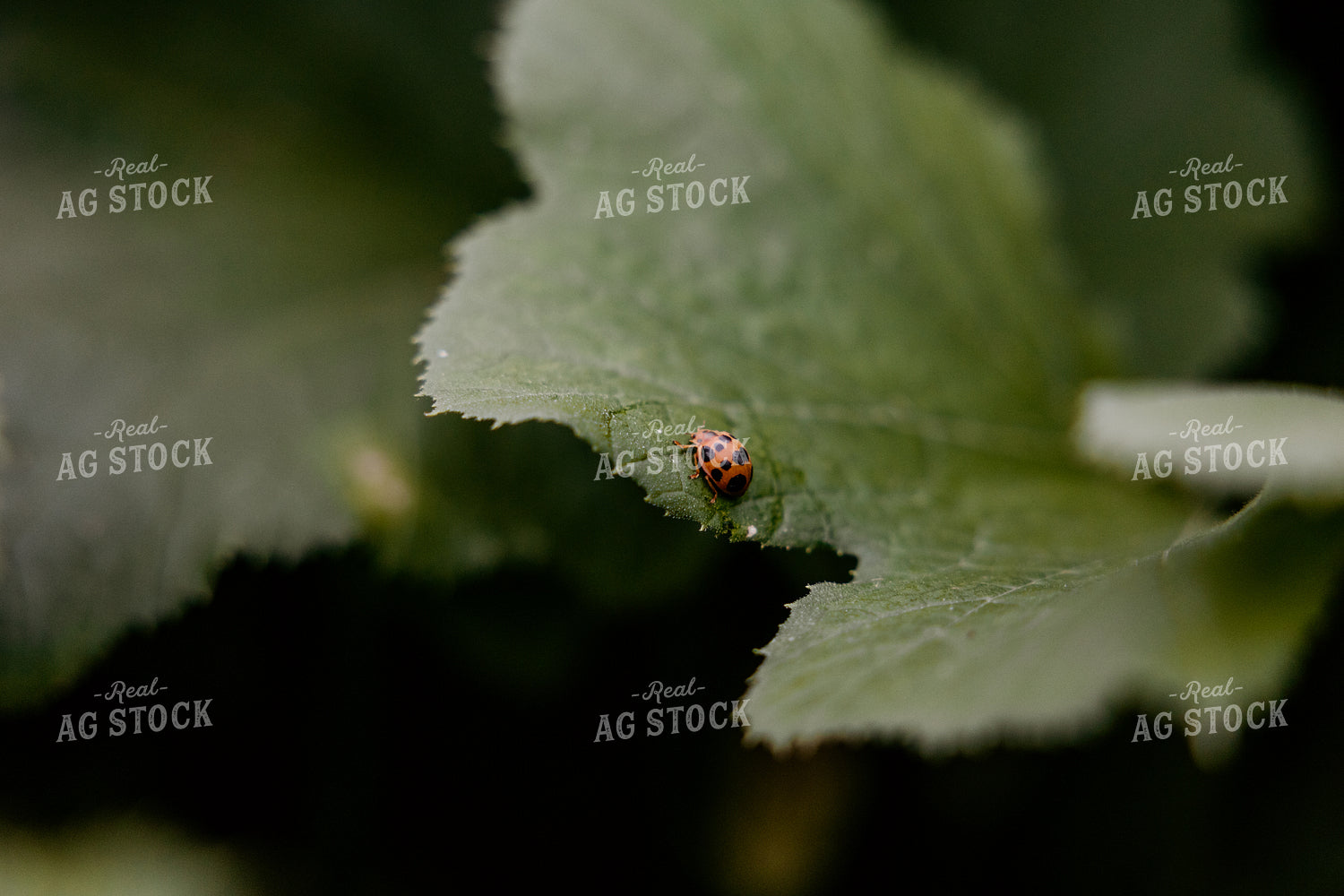 Ladybug on Soybean Leaf 52525