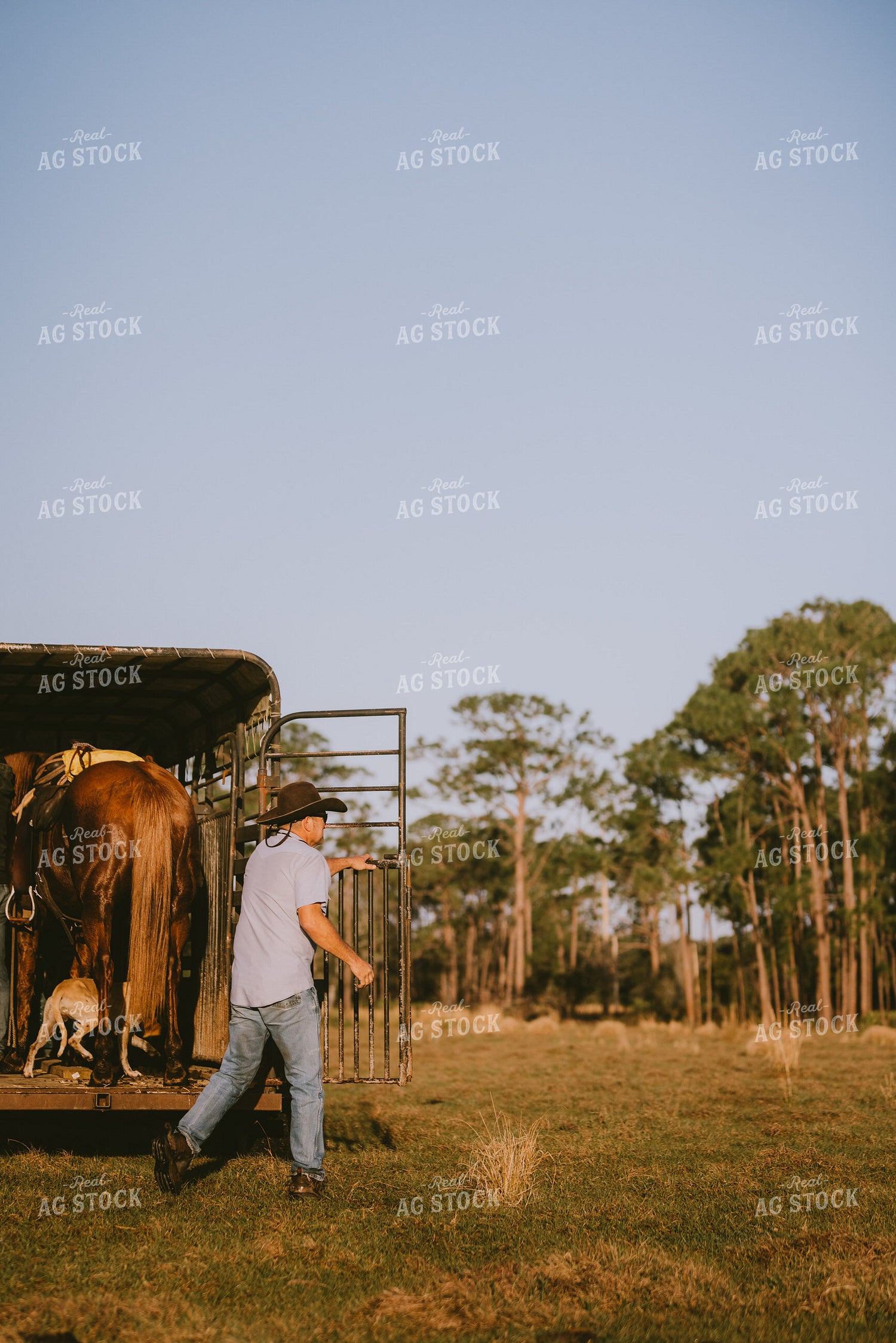 Loading Horse into Trailer 7294