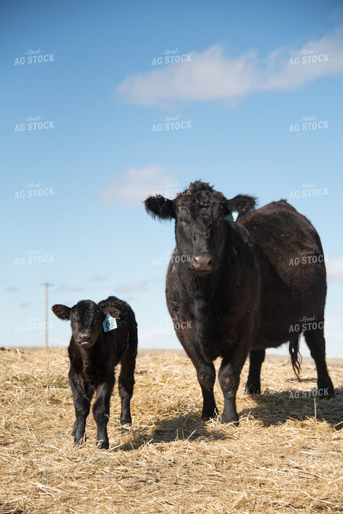 Cow-Calf in Pasture 57028