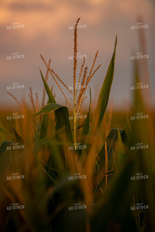 Corn - Mid-Season 2285
