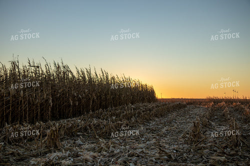 Dried Corn Field at Sunset 67220
