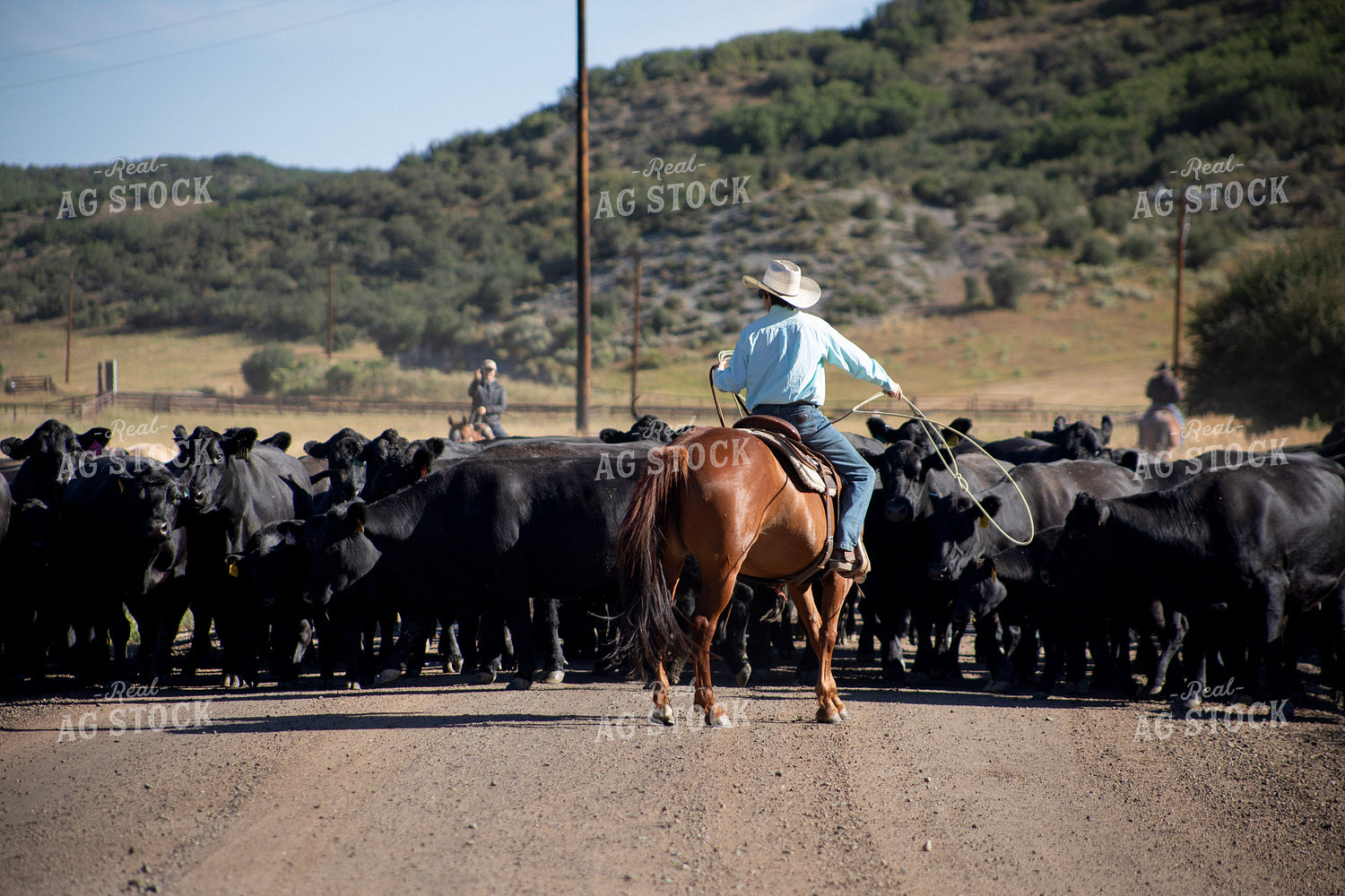 Cowboy on Cattle Drive 117402