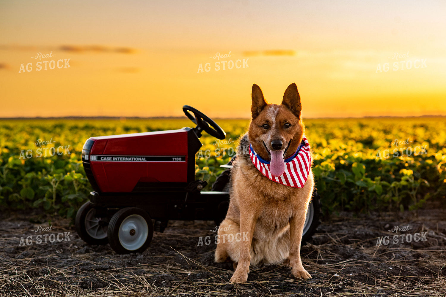 Farm Dog by Pedal Tractor in Early Season Soybean Field at Sunset 136069