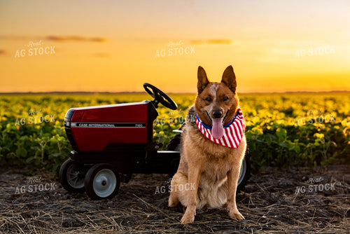 Farm Dog by Pedal Tractor in Early Season Soybean Field at Sunset 136069