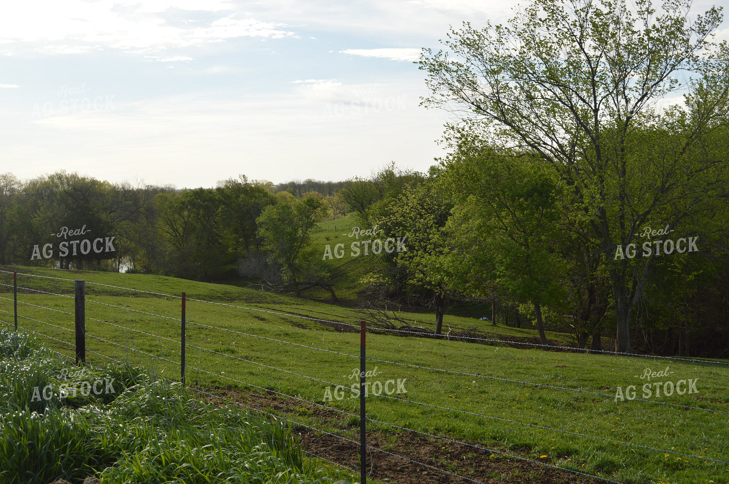 Scenic Pasture 206006