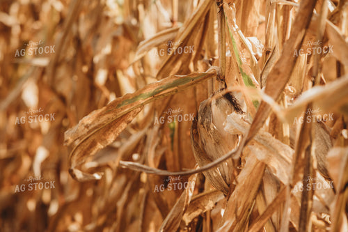 Dried Ear of Corn 3322