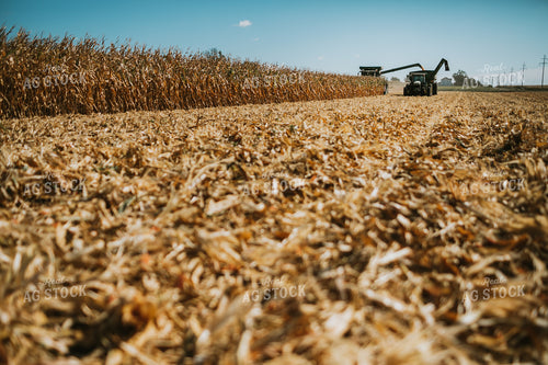 Combine Unloading Corn into Grain Cart 4691