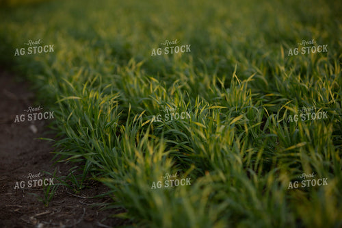 Wheat 2123