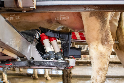 Robotic Milking Unit in Action 271026
