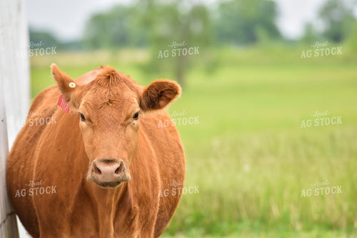 Red Angus Cow in Pasture 120009
