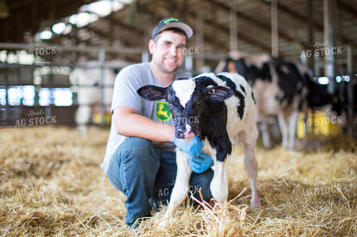 Holstein Calf and Farmer 55147