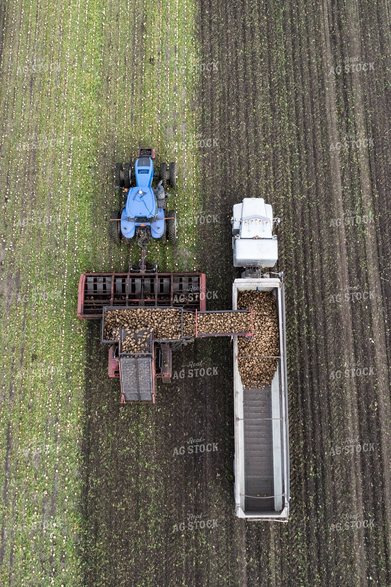 Sugar Beet Harvest 255040