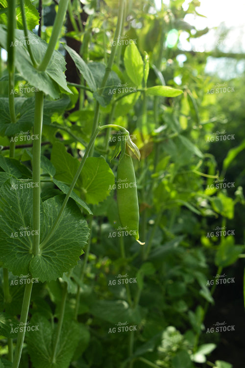 Peas 156106