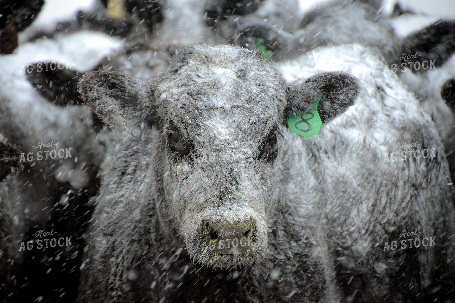 Angus Cattle in Snow 56253