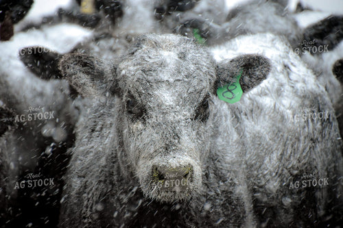 Angus Cattle in Snow 56253