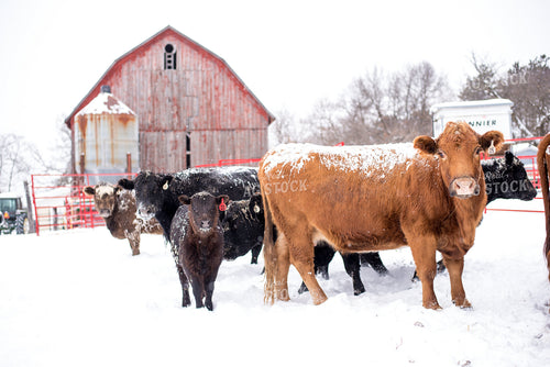 Cattle in Snow with Red Barn 74029