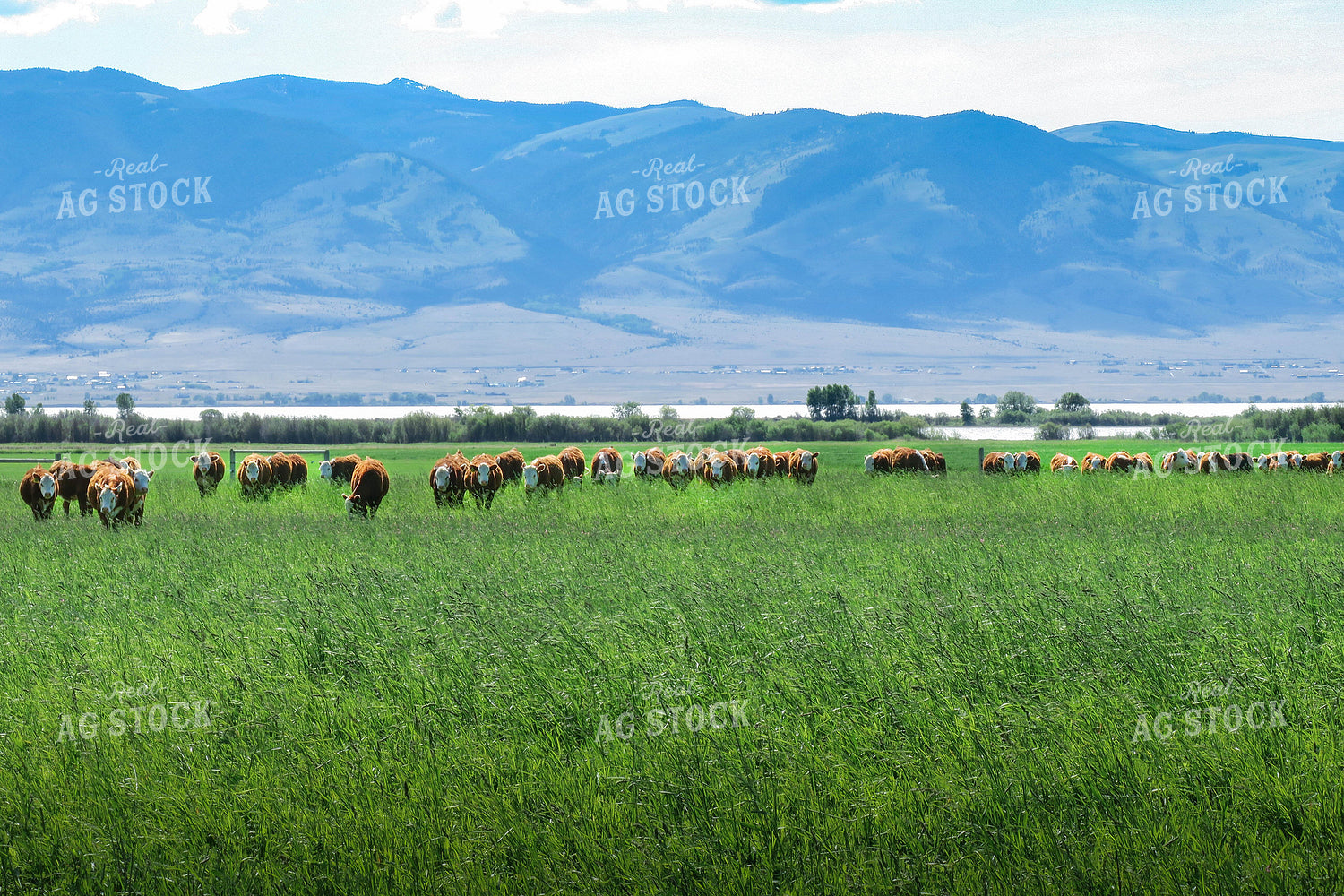 Hereford Cattle in Pasture 81122